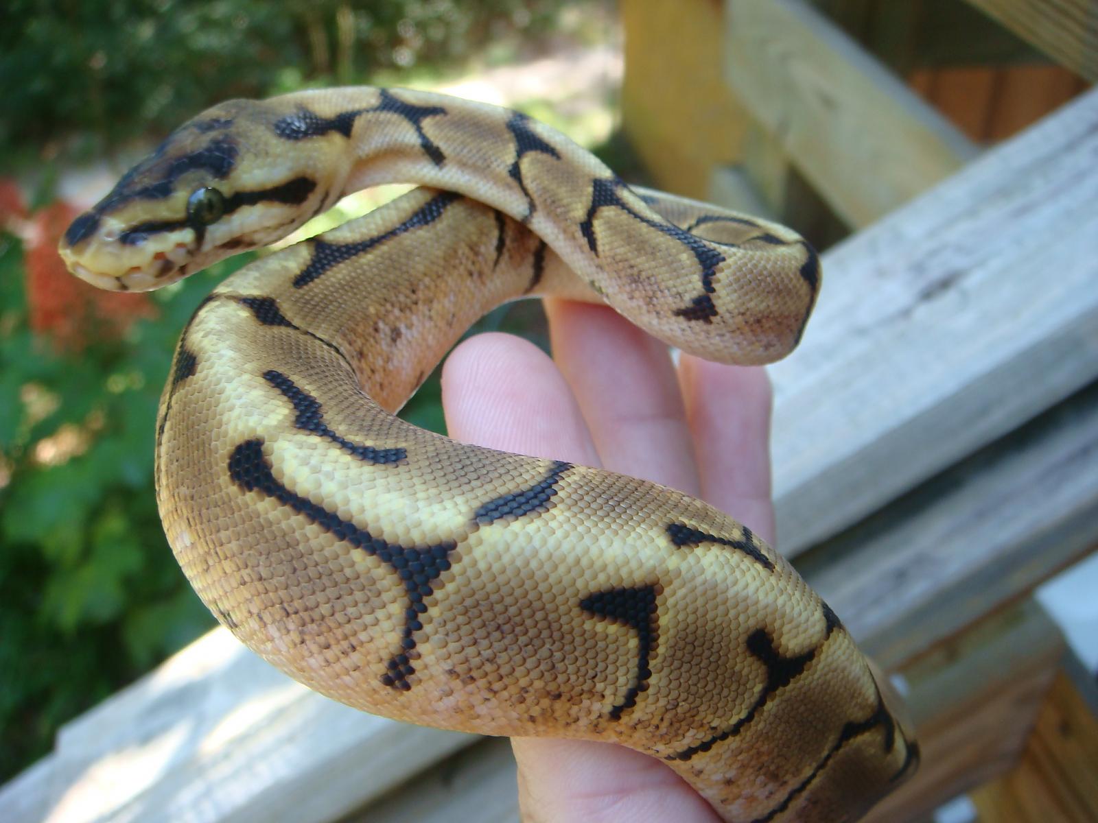 What morph is this? Yellow Dream?