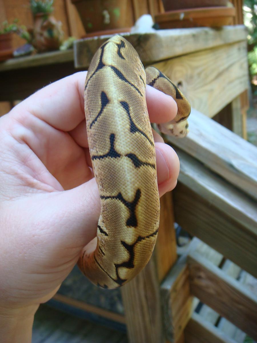 What morph is this? Yellow Dream?