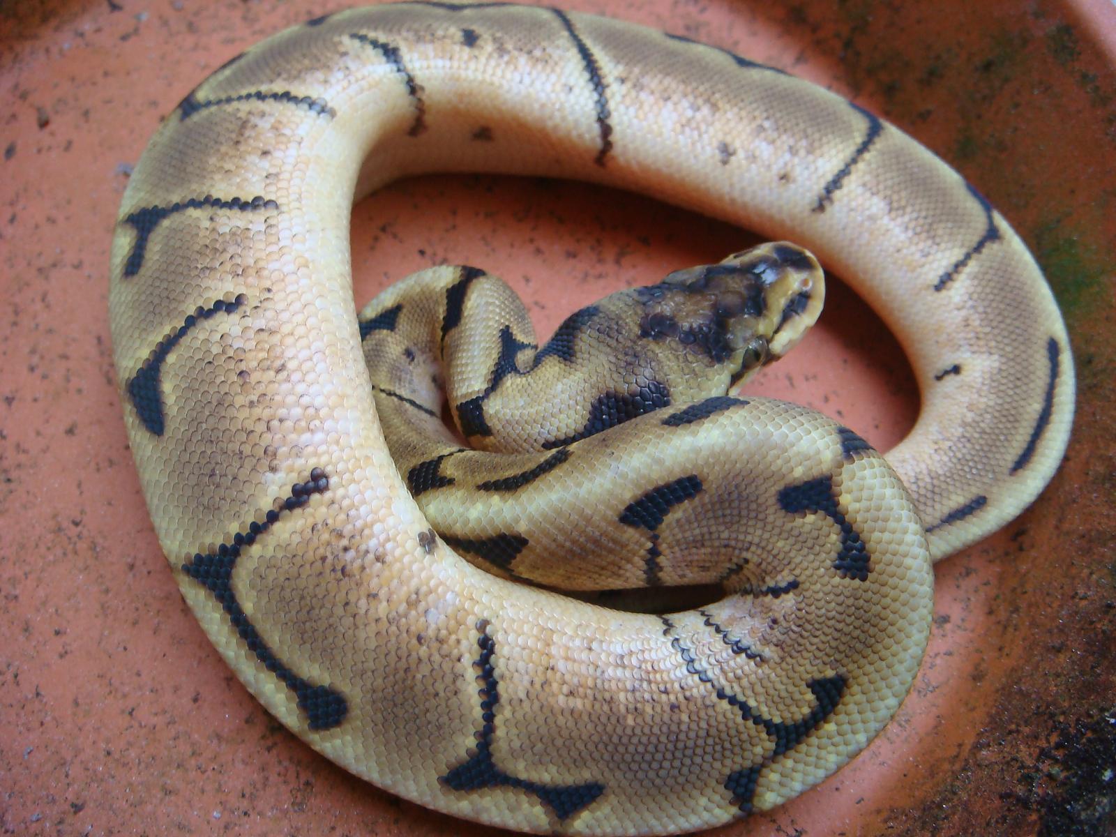 What morph is this? Yellow Dream?