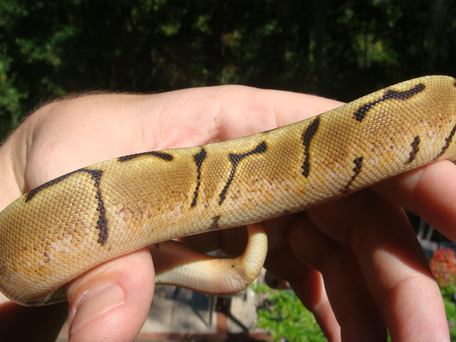 What morph is this? Yellow Dream?