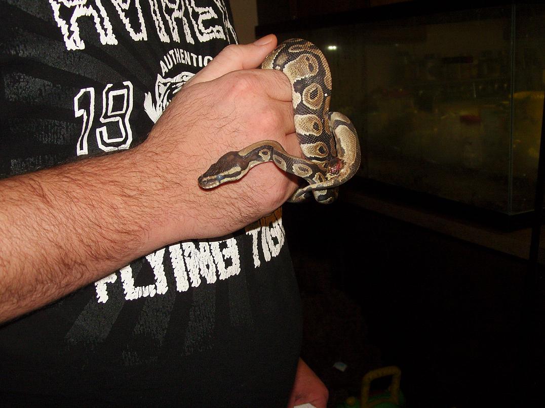 our rescued ball pythons