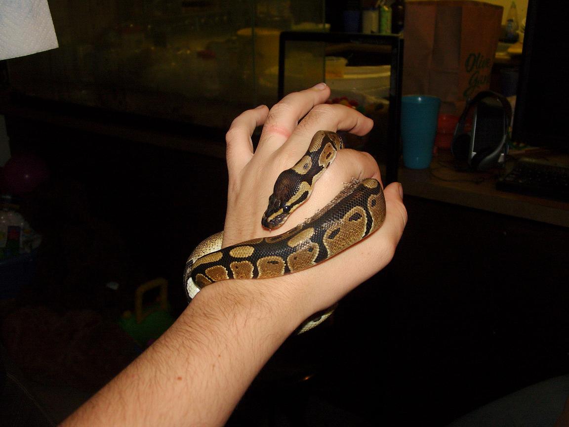 our rescued ball pythons