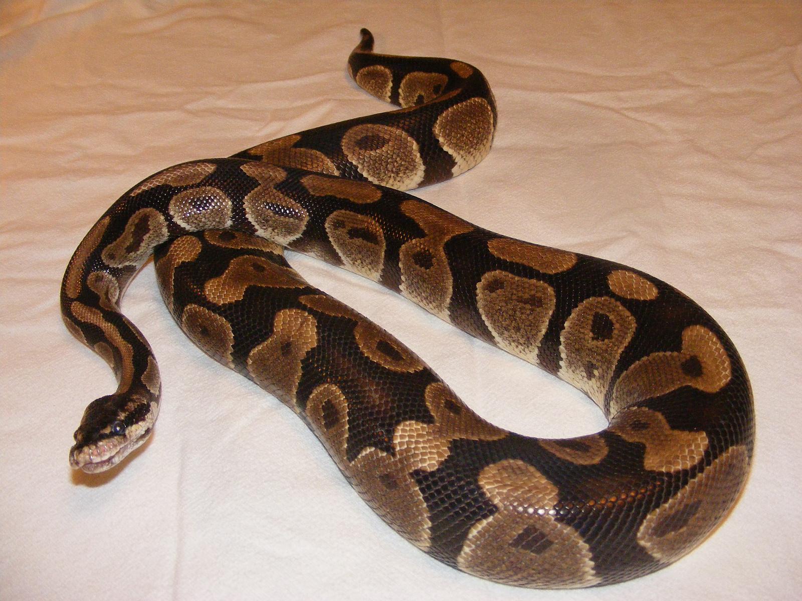 my big normal girl. she has had it rough but now she is in good hands and in a good home