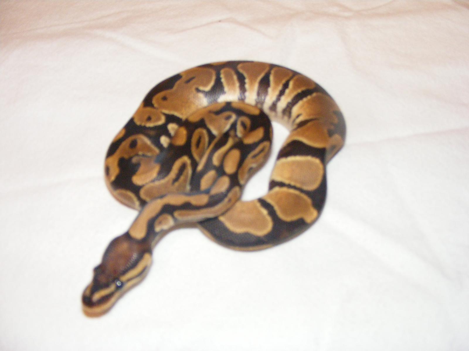 pastel ( i was told a lemon pastel but i dont see it ? ) either way very cool snake!