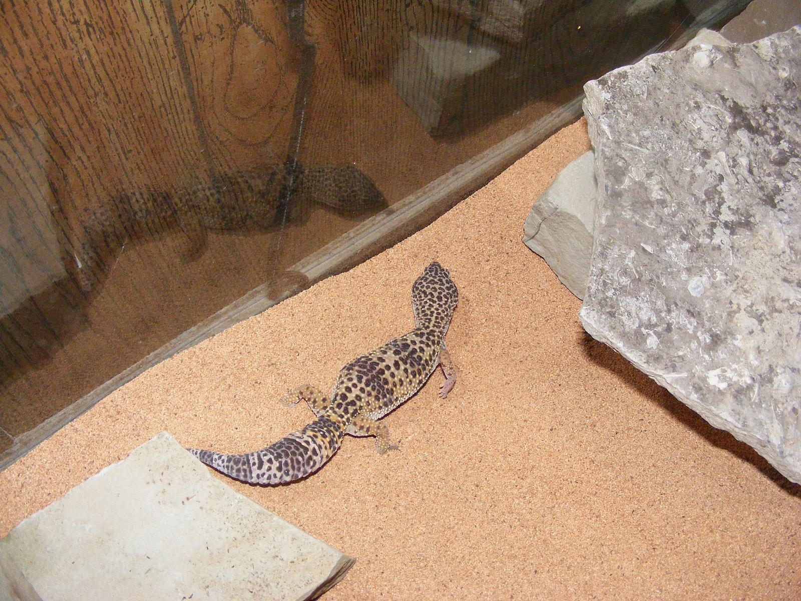 female leopard