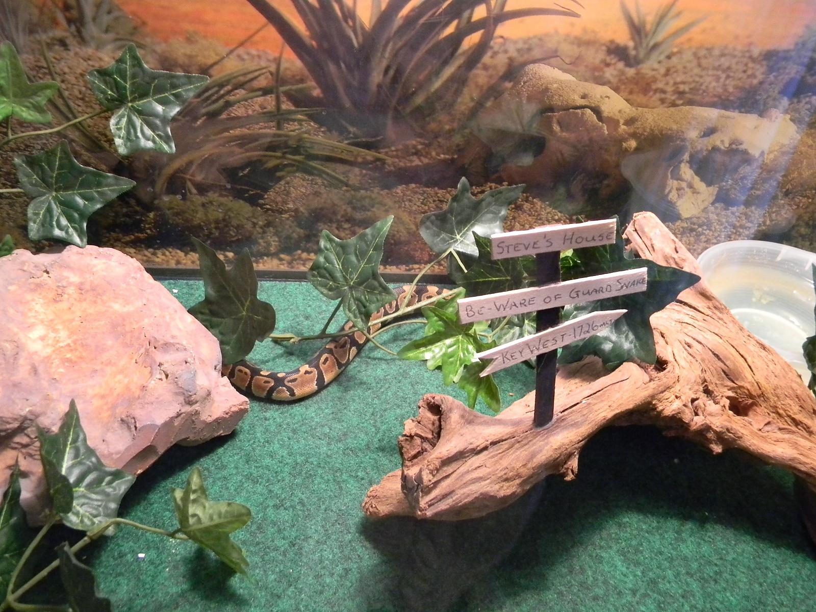 Steve2 in his 55 gal tank
