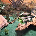Steve2 in his 55 gal tank