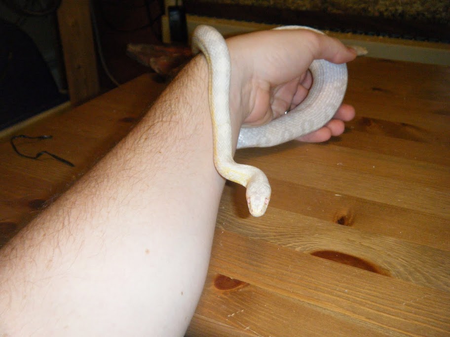 My Snakes