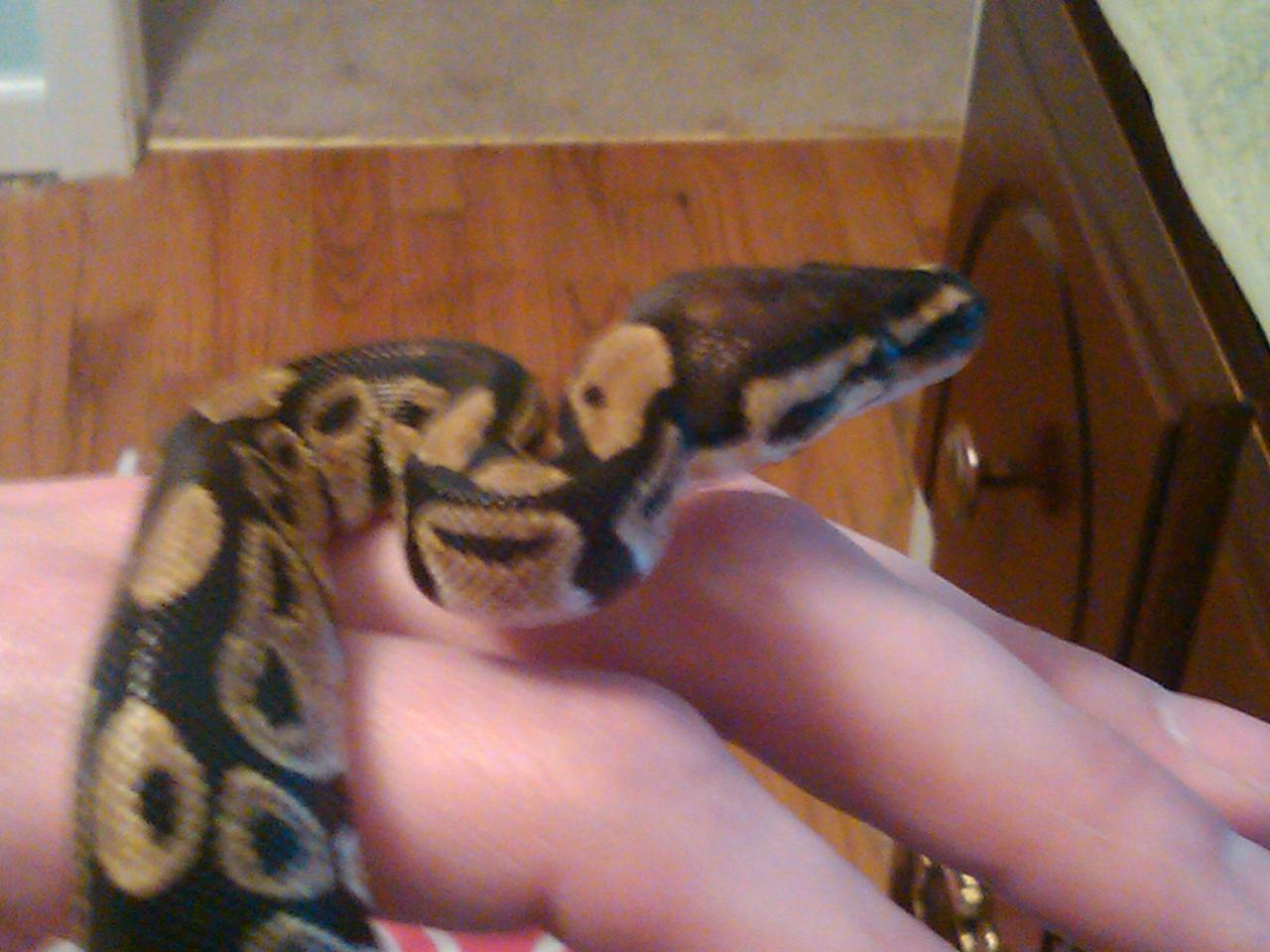 new snake