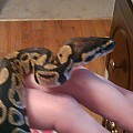 new snake