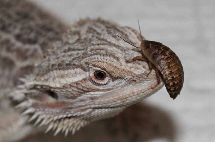 Beardie Cookie