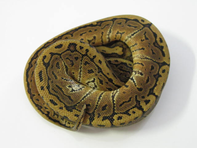Blitzpin Ball Pythons 