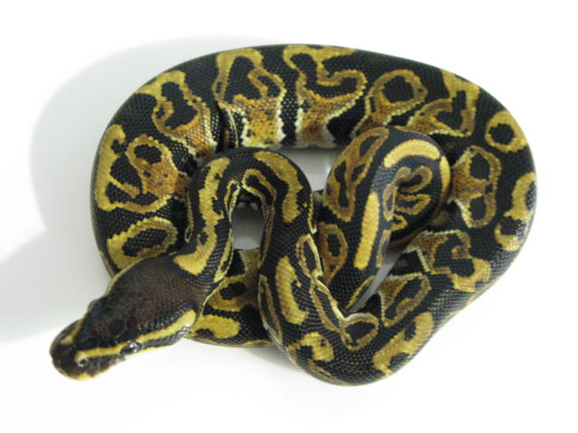 Blitz Ball Pythons