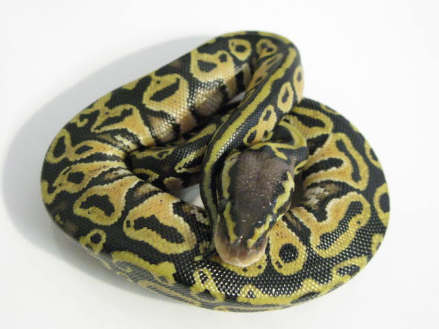 Pastel Blitz Ball Pythons