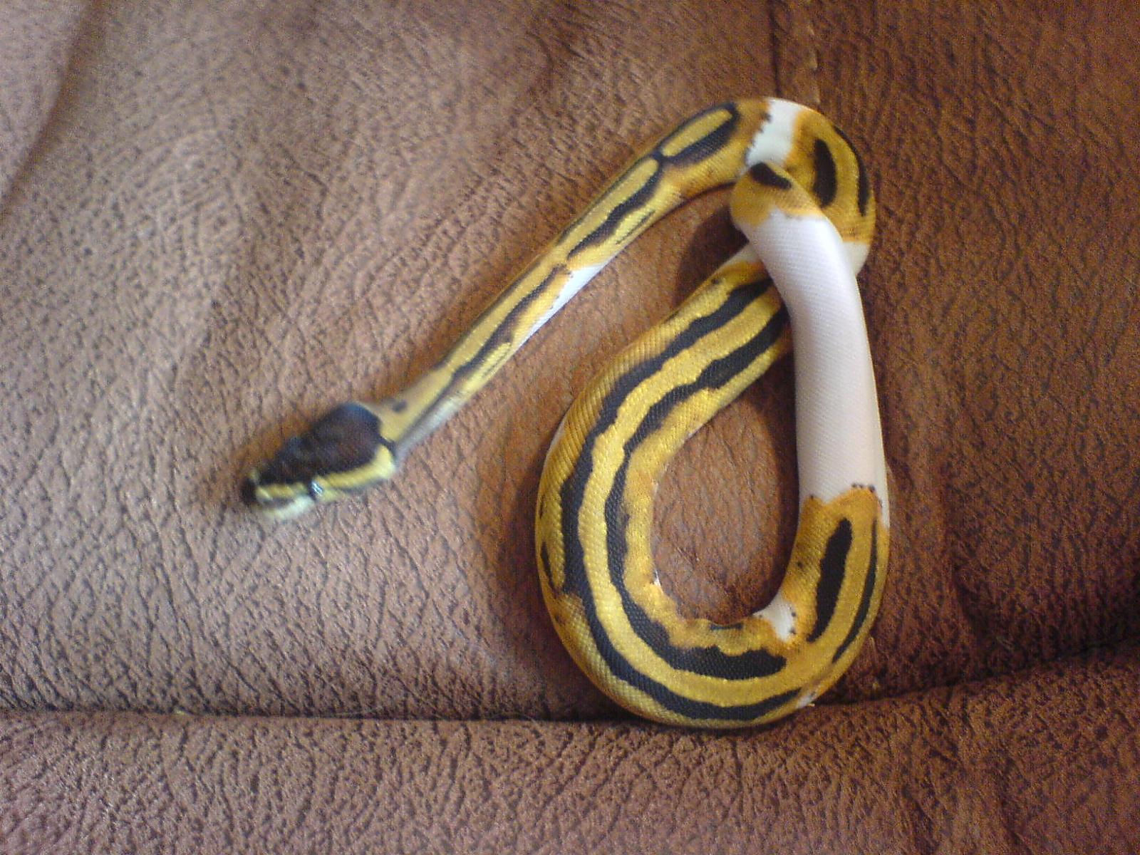 after shed