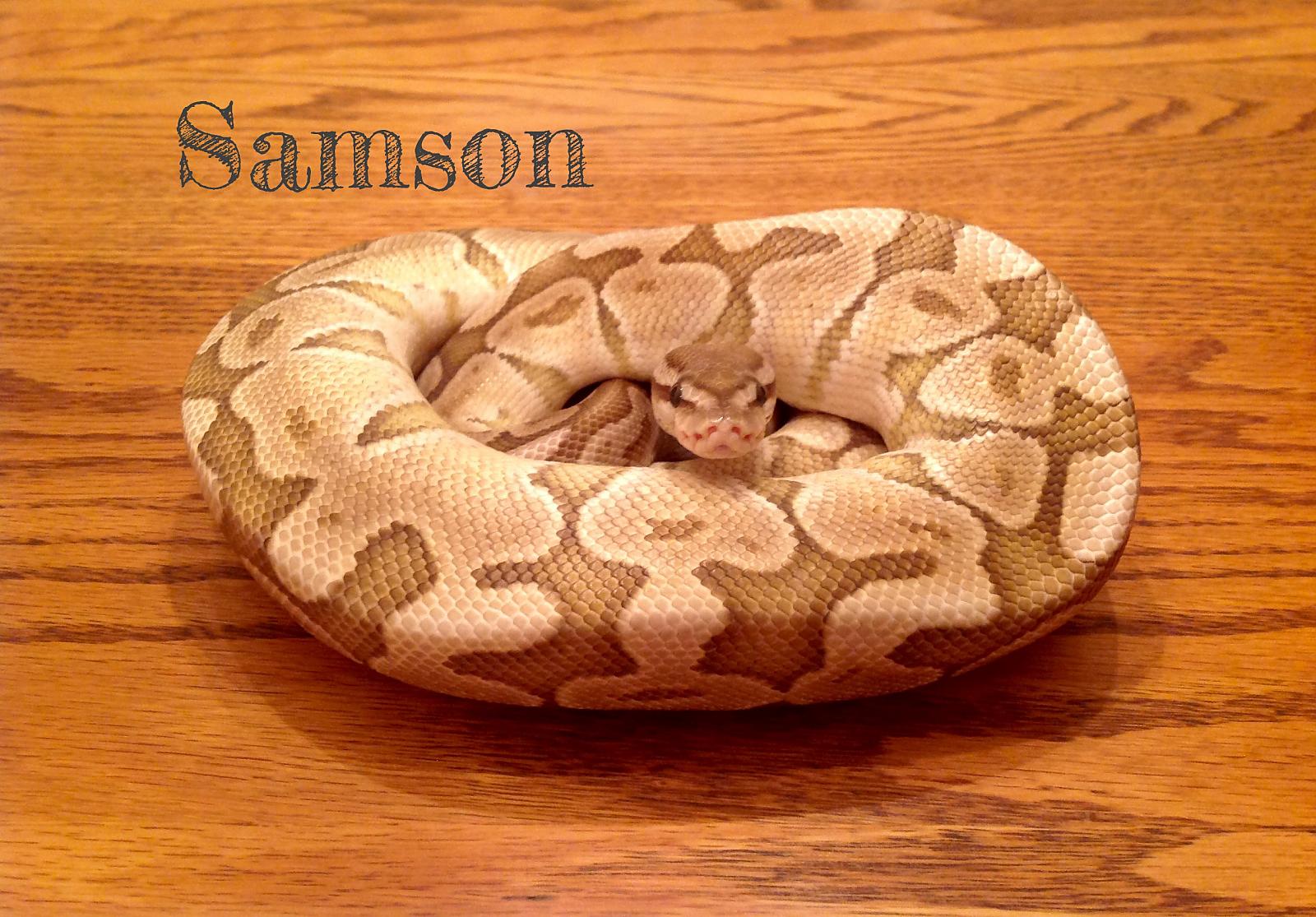 Samson