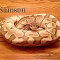 Samson