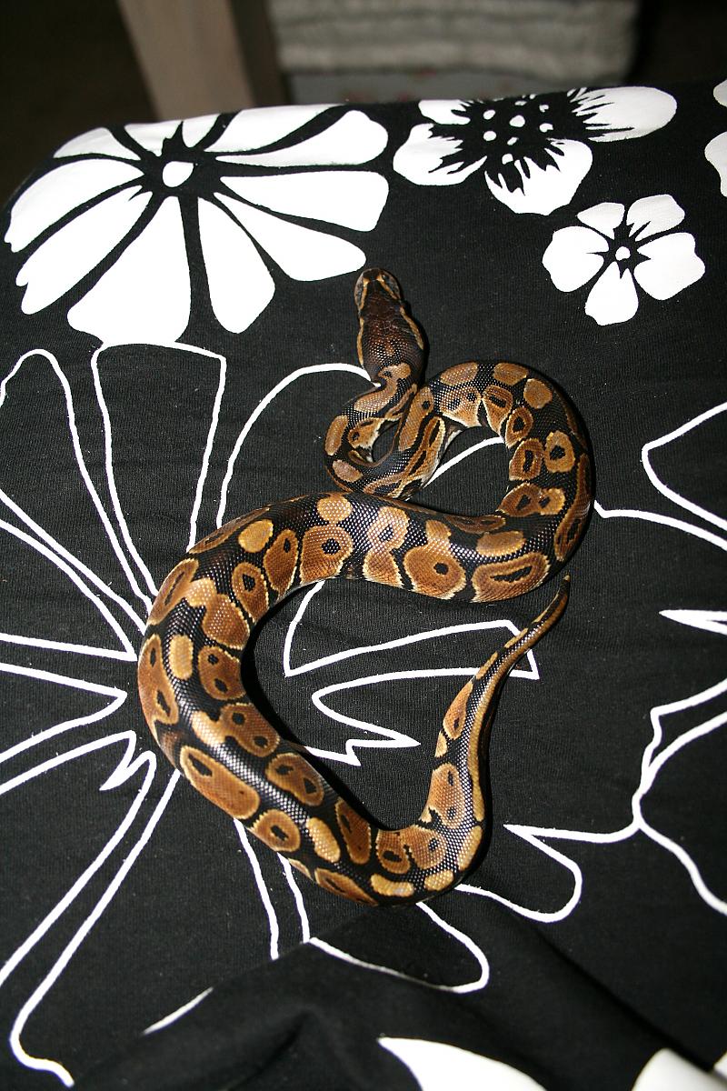 Bella