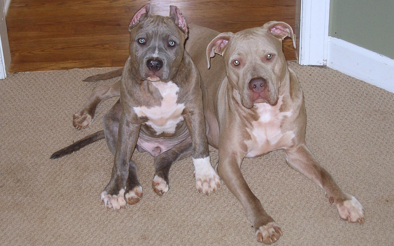 Buck "puppy and Audrey