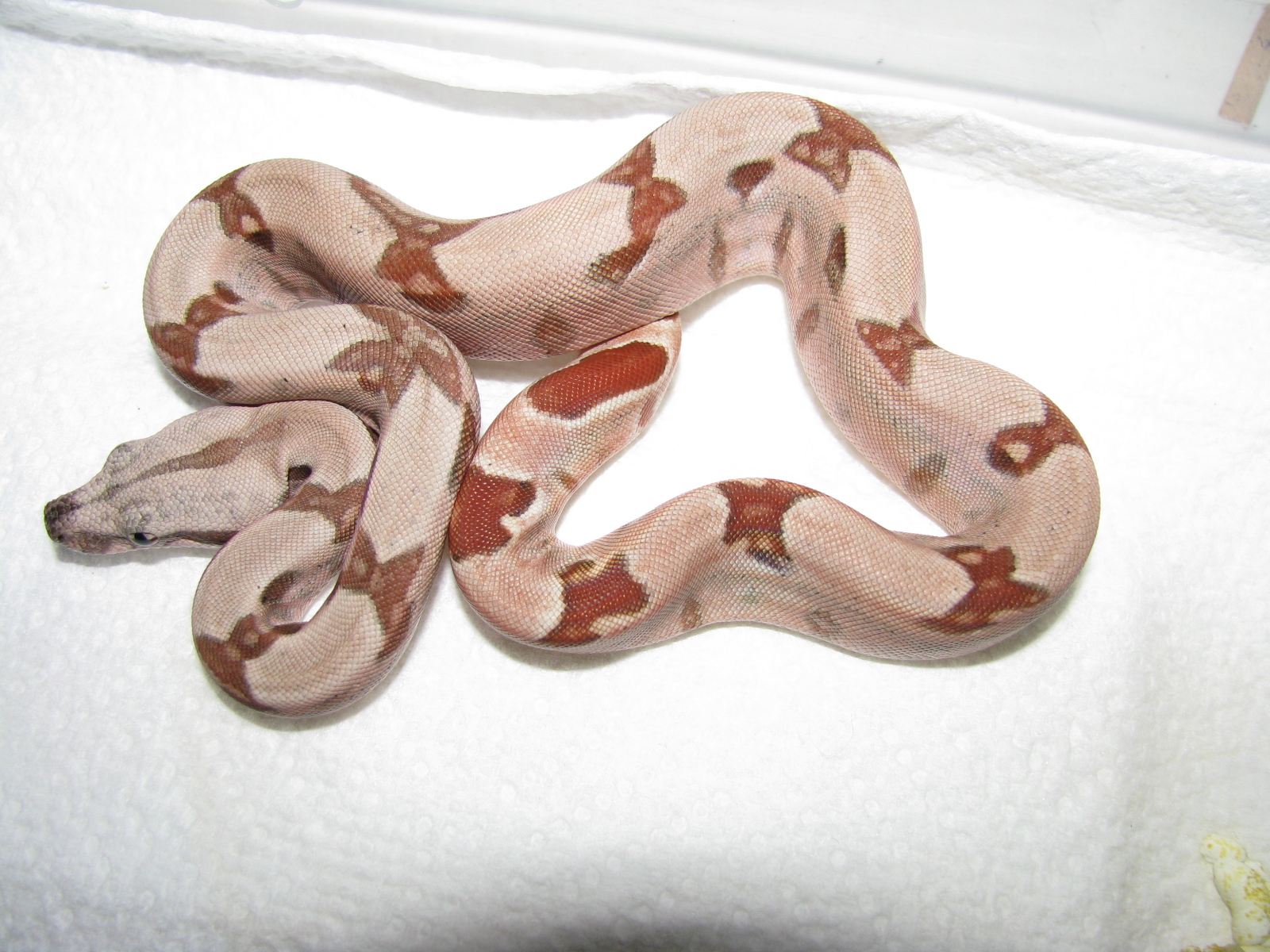 New Baby Boa