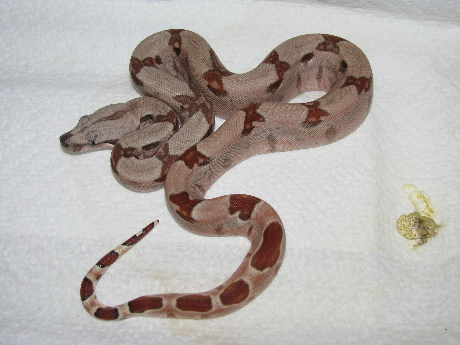 New Baby Boa