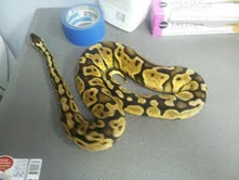 Pastel 