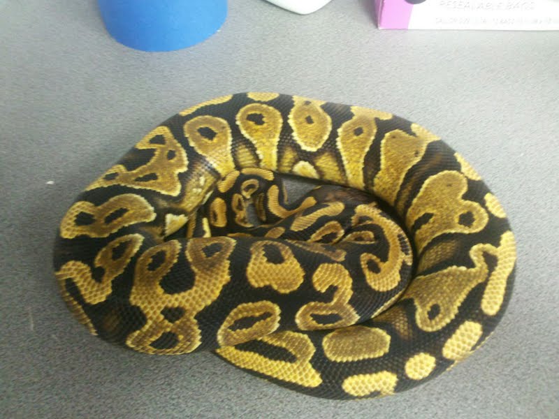Yellow Belly 