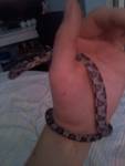 lacey (my anery corn)
