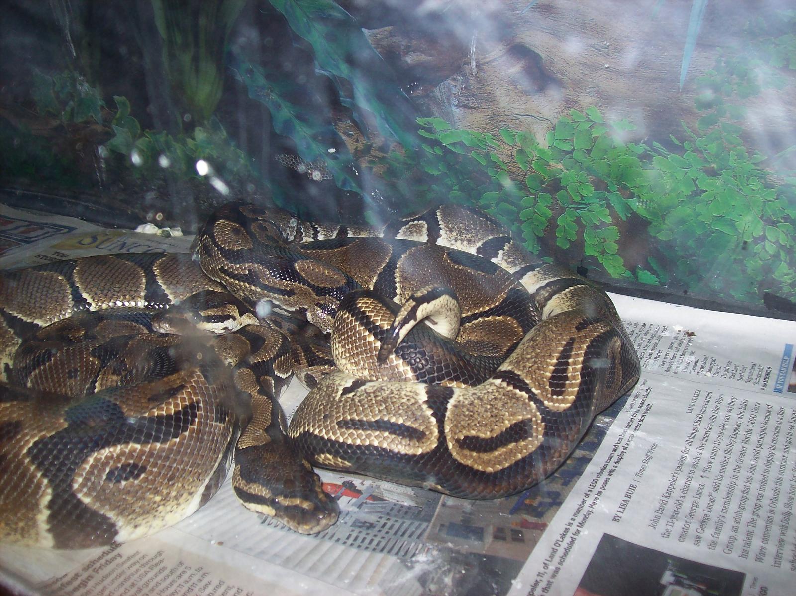 My Ball Pythons Breeding