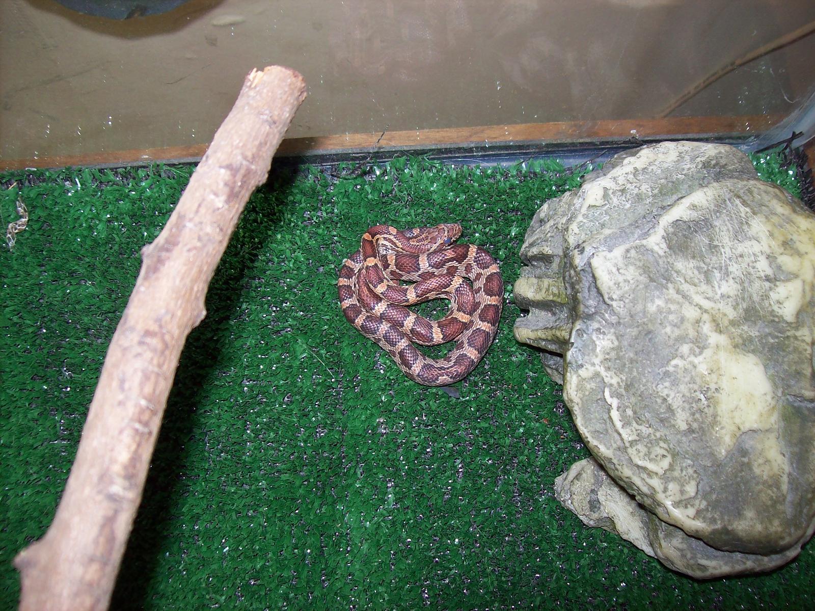 W/C Corn snake aka Chainsaw