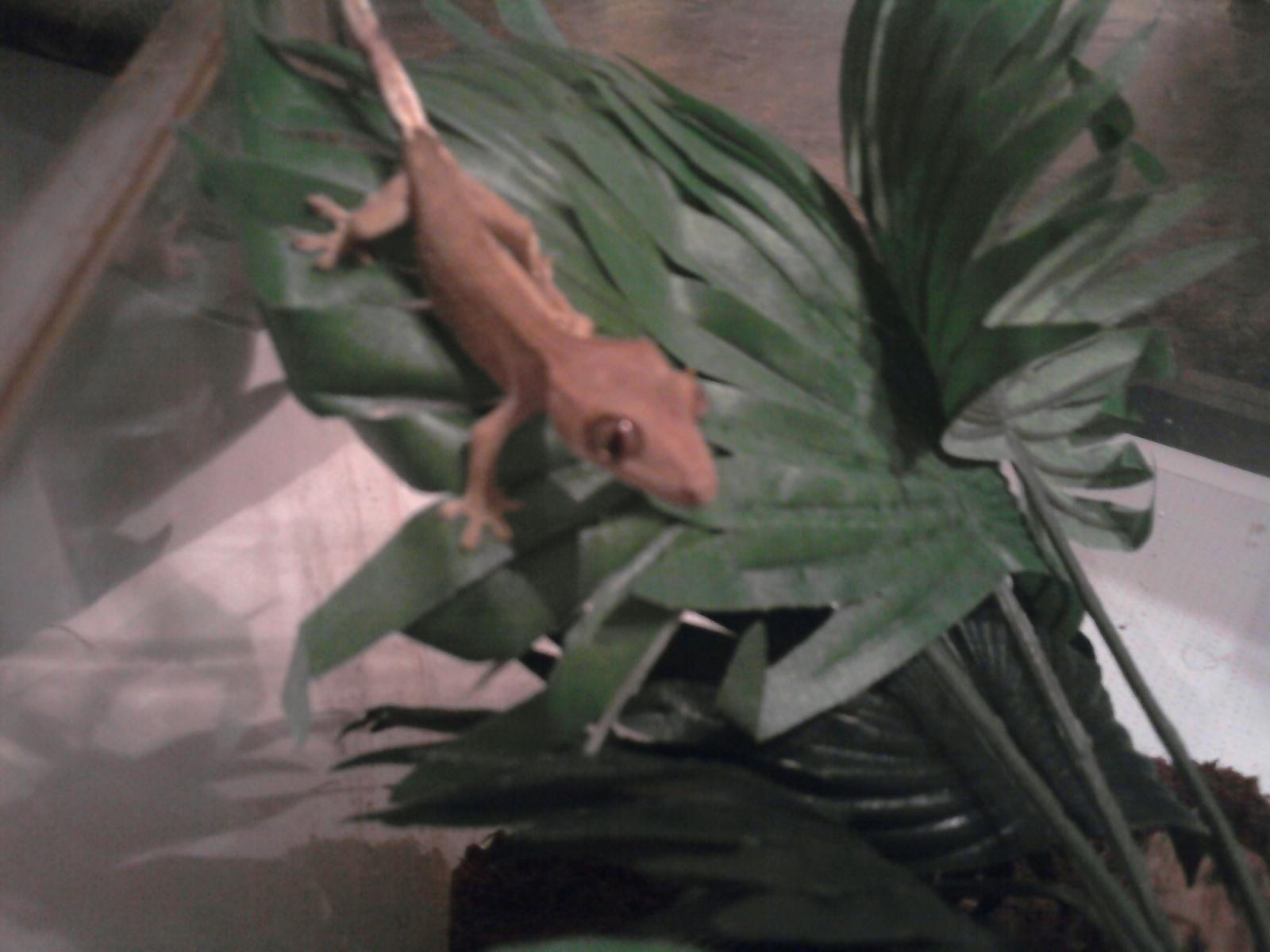 Crested gecko