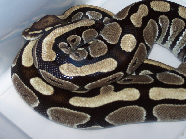 What Morph It Is?
