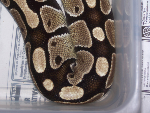 What Morph It Is?