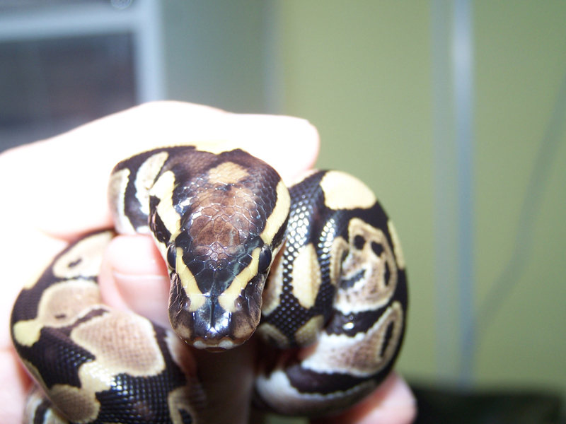 New Baby - Genetic Marker?