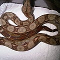 My Snakes