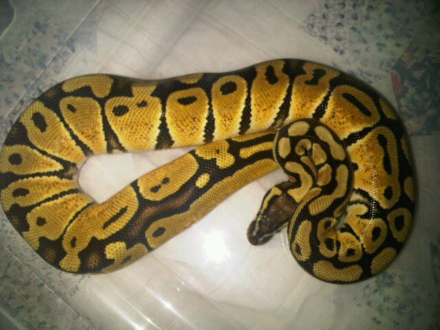 Morgana my pastel