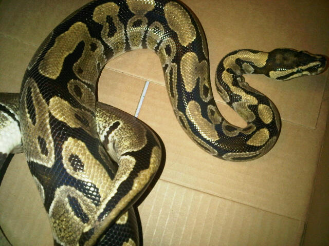Strike force by 4 rescue ball python