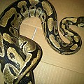 Strike force by 4 rescue ball python