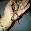 My first Woma!