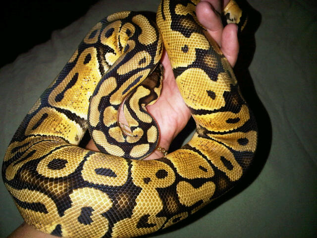 Morgana my pastel newly shed