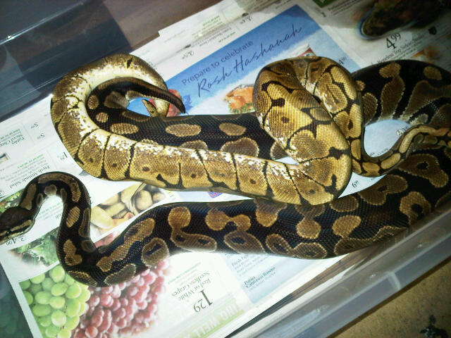 breeding project