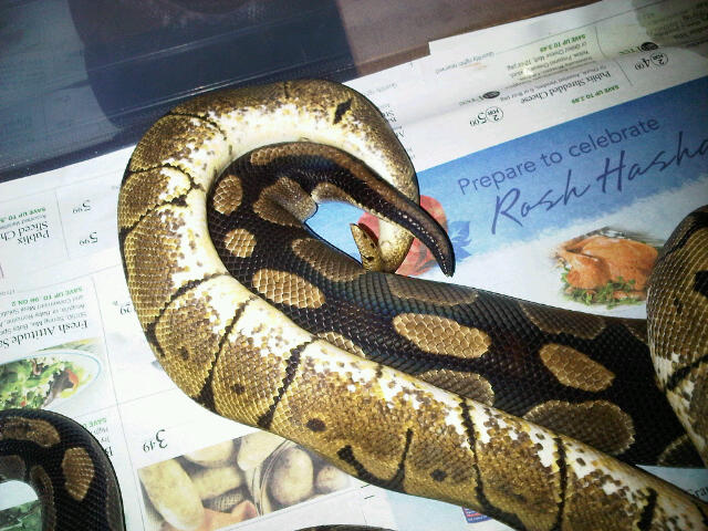 breeding project