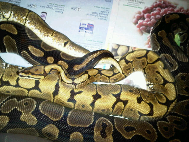 breeding