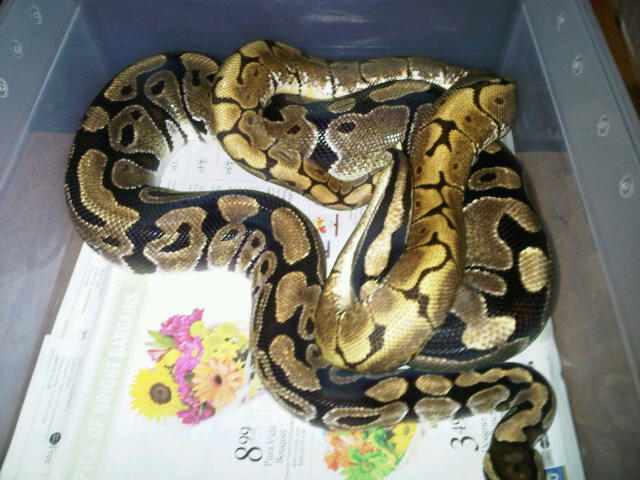 spider x spotnose (fire)