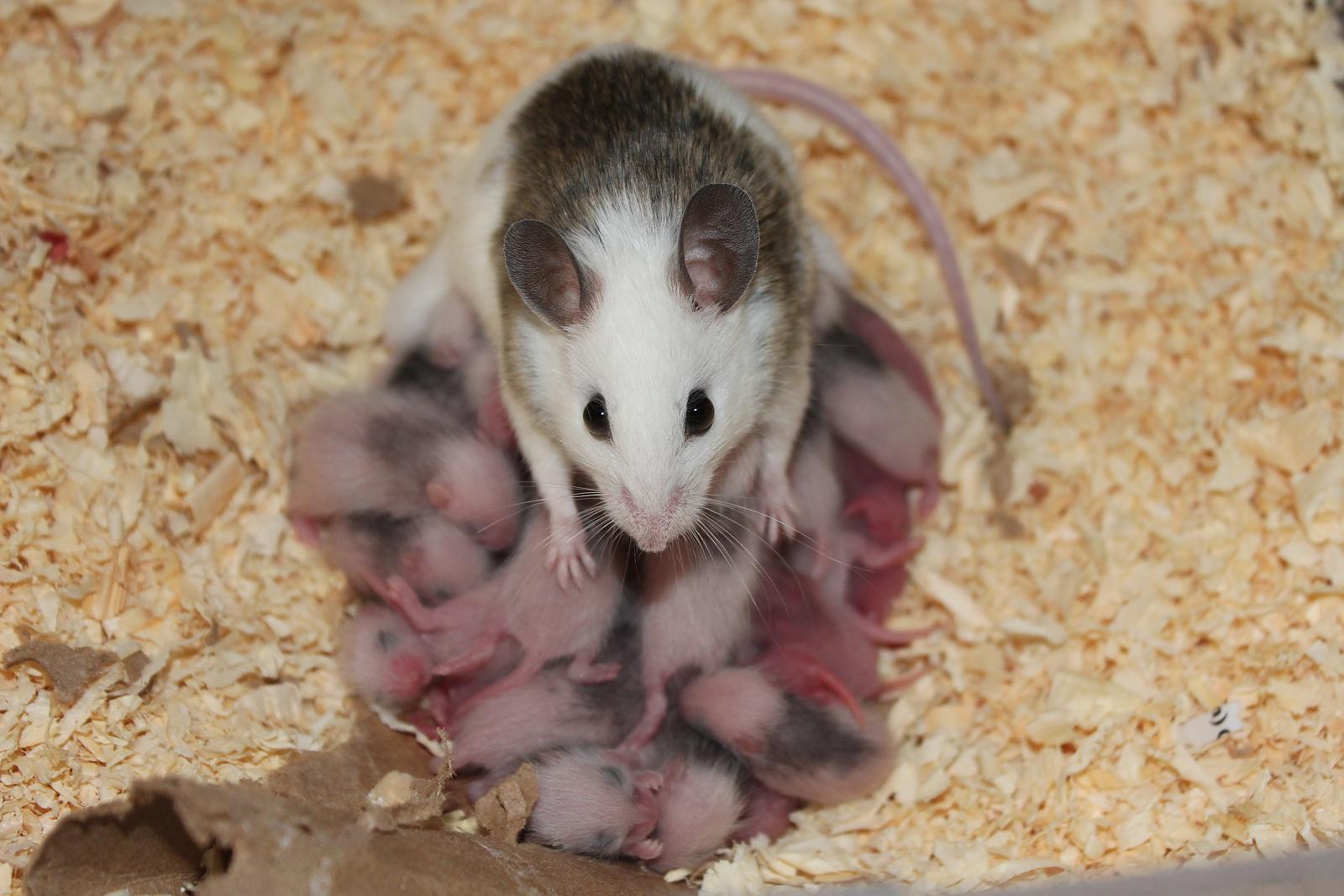 Родители мыши. Мастомисы. Мастомис Африканская многососковая крыса. Декоративные мыши.