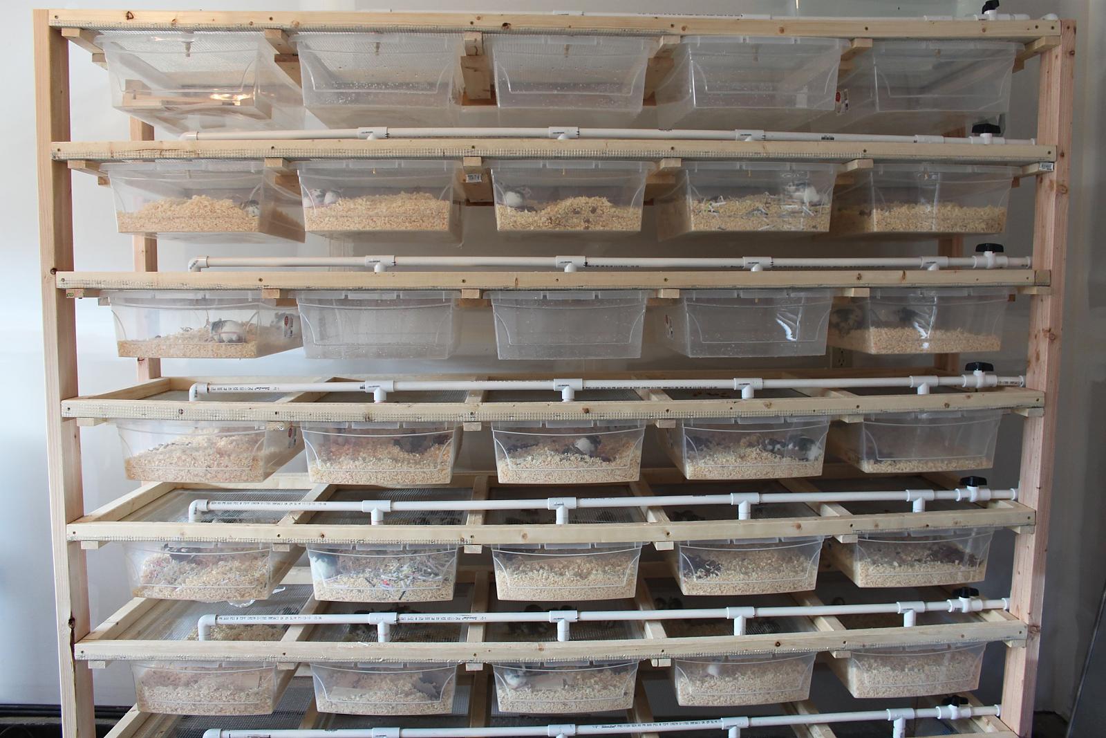 ASF rack