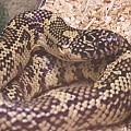 Florida King snake
