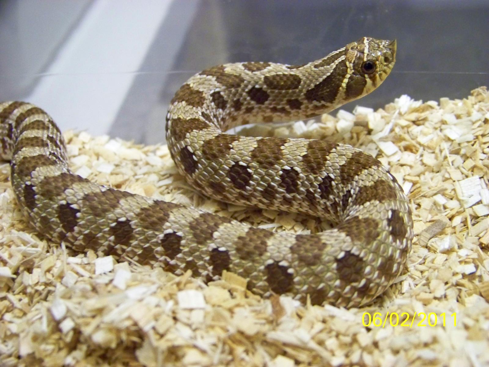100% Het. Albino Hognose ♀