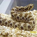 100% Het. Albino Hognose ♀