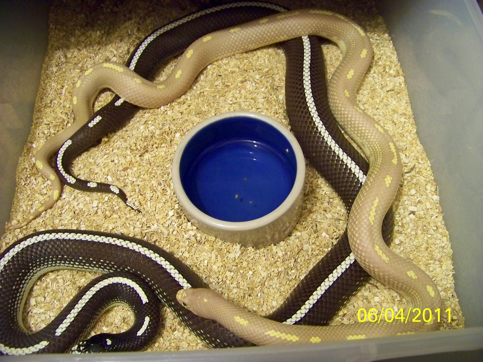 Breeding Season 2011